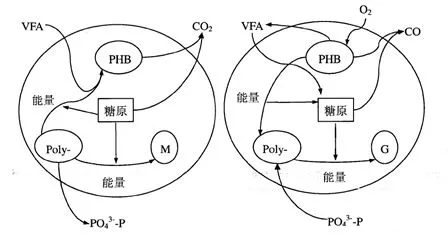 為什么你的生物除磷不達(dá)標(biāo)？